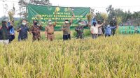 Jaga Ketahanan Pengan, Kodim 0607 Sukabumi Panen Padi