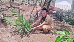 Cuaca Ekstrim, 20 Hektare Tanaman Jahe Gagal Panen