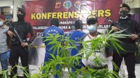 Tanam Pohon Ganja, Warga Cisarua Sukabumi Diburu Polisi