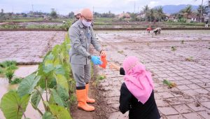 Puluhan Hektare Sawah Diserang Hama Keong