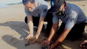 Alasan, PT Indonesia Power Observasi Penyu Hijau