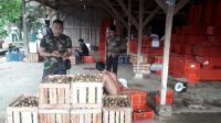 Ribuan Pohon Manggis Sukabumi Gagal Panen, Penyebabnya Gampang Ditebak