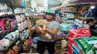 Imbas Covid-19, Tingkat Perawatan Kucing Menurun