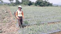 Distan Kabupaten Sukabumi Ajak Pemuda Milenial Bertani