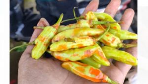 Waspada! Cabai Putih Dicat Merah Beredar di Pasar