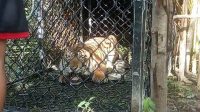 BKSDA Tangkap Seekor Harimau Sumatera, Begini Kondisinya
