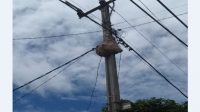 10 Warga Gerbi ‘Dibegal’ Tawon