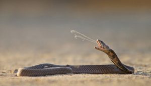 Ular Cobra Teror Warga Kelurahan Jaya Mekar