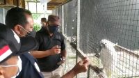 Perkara Burung, Pria di Cicurug Sukabumi Terancam Dikurung