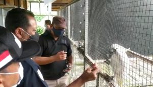 Perkara Burung, Pria di Cicurug Sukabumi Terancam Dikurung