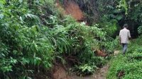 30 Hektare Sawah di Jampang Tengah Terancam Gagal Panen, Ini Penyebabnya…