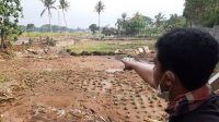 Peminat Asuransi Usaha Tani Padi Masih Rendah, Ini Kata Kadis Pertanian