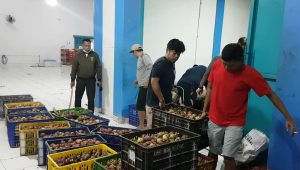 Ini Penyebab Harga Manggis Eskpor Naik Hingga Rp50 Ribu