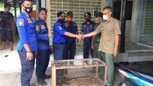 Petugas Damkar Serahkan Seekor Lutung ke BKSDA, Begini Kondisinya