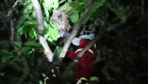 Sengat Warga, Damkar Cibadak Evakuasi Sarang Tawon