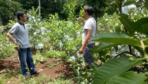 Jambu Kristal di Cikembar Diserang Hama, Kondisinya Bikin Sedih