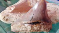 Fosil Gigi Hiu dan Kerang Purba di Surade