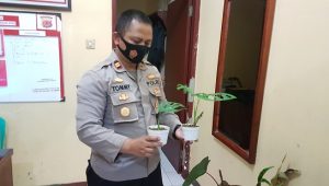 Pencuri Tanaman Hias Janda Bolong Diringkus, Kronologisnya Bikin Kesel