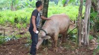 Maling Ternak Gentayangan di Rumpin, Ada Tujuh Kerbau Warga Hilang