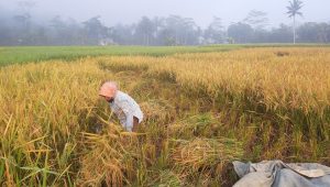 Impor Beras Hancurkan Semangat Petani Kadistan Sudrajat Bilang Begini