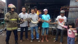 Warga Pasirhalang Tangkap Ular Sanca 3,8 Meter