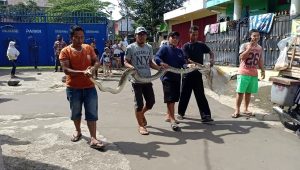 Petugas Ronda Cibadak  Tangkap Ular Sanca Empat Meter, Begini Kronologisnya