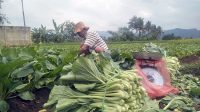 PPKM, Penjualan Sawi Merosot