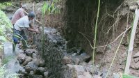 Ratusan Hektar Sawah di Jampangtengah Gagal Panen, Ini Penyebabnya