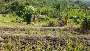 Ratusan Hektar Sawah di Cikembar Terlantar, Ini Penyebabnya