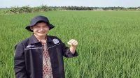 ISMPI Sesalkan Kebijkan Impor Beras