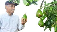 Distan Kabupaten Sukabumi Kembangkan Kampung Buah Alpukat