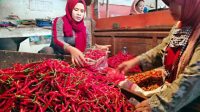 Pemerintah Perkirakan Harga Cabai Turun Hingga Lebaran