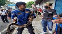 Hingga April, Damkar  Kota Sukabumi Taklukkan 10 Ular