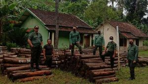 Kasus Illegal Logging di Sukabumi Mereda