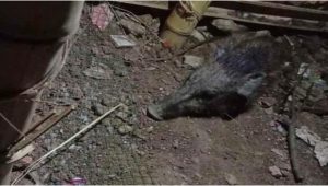 Paranormal Titisan Nyai Roro Kidul Ungkap Fakta Babi Ngepet di Sawangan