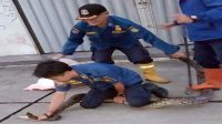 Ancam Keselamatan Warga, Damkar Kota Sukabumi Sikat 15 Ular