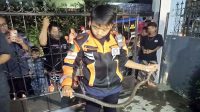 Evakuasi Ular, Jari Tangan Petugas Damkar Tergigit