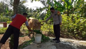 Dua Ekor Sapi Telantar di Warungkiara, Diduga diturunkan Pemiliknya ?
