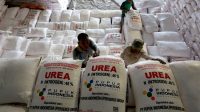 Cara Mendapatkan Kuota Pupuk Bersubsidi, Petani Harus Tahu Jangan Sampai Ketinggalan