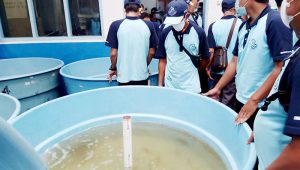 BBPBAT Sukabumi Latih Budidaya Udang Galah