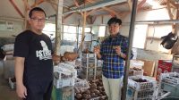 Pemdes Parakanlima Kembangkan Tanaman Porang
