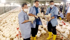 IPB Kembali Panen Raya Ayam, Sistem Tefa Closed House Menguntungkan