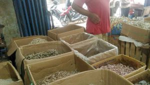 Pasokan Minim, Harga Ikan Teri di Sukabumi Naik