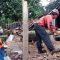 Pohon Tumbang Ciambar