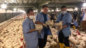 Menguntungkan, Sekolah Vokasi IPB Kembali Panen Raya Ayam dengan sistem Tefa Closed House