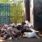 sampah citepus