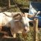 Kambing