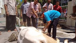 Kemenag Imbau Pelaksanaan Kurban Tidak Berkrumun