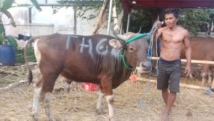 Tak Mau Disembelih, Sapi Kurban Lari ke Hutan dan Hilang