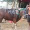 Sapi